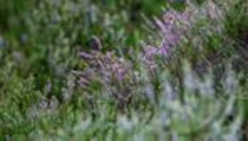 klimaforschung: forschung: was macht trockenheit mit hiddensees heide?