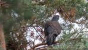 Tiere: Vom Aussterben bedroht – Junge Auerhühner zeigen sich