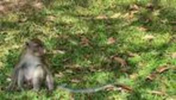 Tierhandel: Affen in Plastiknetzen – Mutmaßliche Schmuggler gestoppt