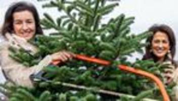 Weihnachtsvorbereitungen: Auf zum neuen Christbaum - Weihnachten naht