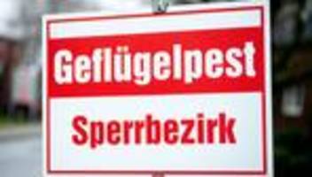 wirtschaftliche folgen: geflügelpest-kosten gehen bereits in die millionen