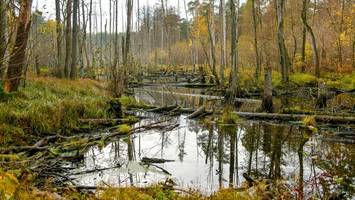 Entdecke das mystische Briesetal: Wandertour von Zühlsdorf nach Birkenwerder