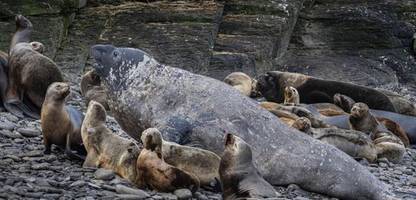 Geflügelpest unter Robben: Tausende See-Elefanten sterben an Vogelgrippe