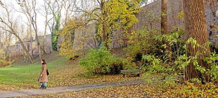Die Stadtmauer an der Thommstraße lädt zum Herbstspaziergang ein