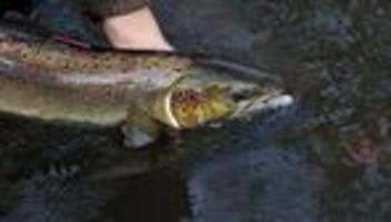 Lachsrückkehr: Mehr Lachse kehren zurück – Bestand bleibt weiter gefährdet