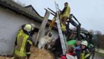 Tierischer Feuerwehreinsatz: Pirat bleibt bei Fluchtversuch stecken