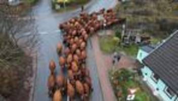 Tradition: Weideabtrieb: Rote Harzkühe verbringen den Winter im Stall