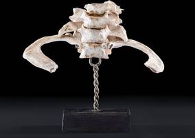 Anatomie: „Das sind immer noch Menschen, nur eben in Teilen“