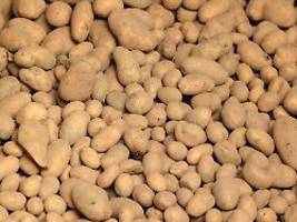 bauern und verbraucher fluchen: die kartoffelernte ist top - und niemand profitiert