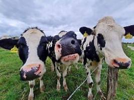 preis fällt erneut: discounter läuten nächste preisrunde bei milch und butter ein