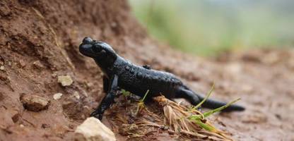 lurch des jahres 2026: alpensalamander gewinnt auszeichnung