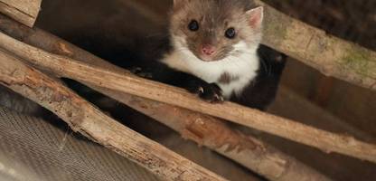 Rottweil: Marder vertreibt Gemeinde aus Kirche