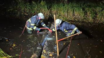 Rettungsaktion bei Lütjensee: „100.000 Fische auf dem Trockenen“