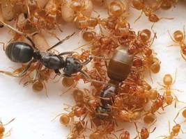 Verhaltensbiologie: Diese Ameise stiftet andere Ameisen an, ihre eigene Königin zu töten