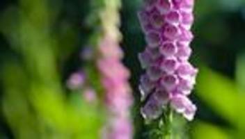 Notfälle: Mädchen isst giftigen Fingergut in Sächsischer Schweiz