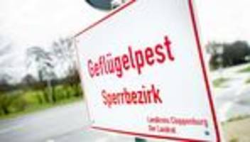 Putenbetriebe: Weitere Geflügelpest-Ausbrüche in Garrel und Bösel