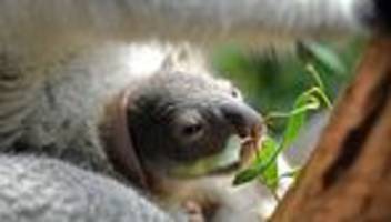 Tiere: Leipziger Koala-Jungtier wagt erste Ausflüge aus dem Beutel