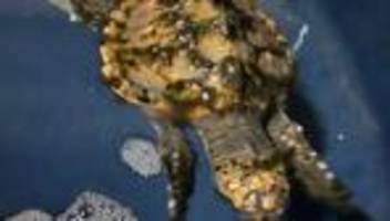 Tiere in der Nordsee: Meeresschildkröten-Fund auf Sylt: Das sagt die Tierärztin