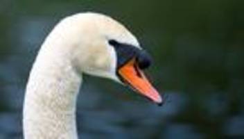 Verkehr: Schwan-Unfall auf A9 legt Verkehr lahm – Autos kollidieren