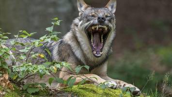politisch gewollt: auch wilde tiere haben in berlin nun ein netzwerk