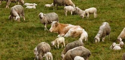 Bremerhaven: Kuh »Mücke« vor Schlachter geflohen – Mann übernimmt Kost und Logis