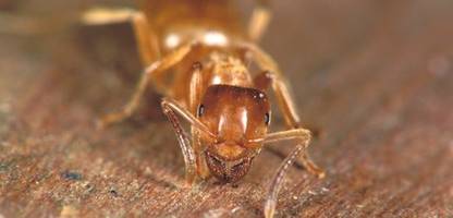 ameisen: gelbe schattenameise bringt gegnerische kolonie dazu, die eigene königin zu töten