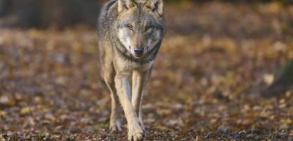 Wolf ins Jagdrecht? Wildbiologe fordert einen pragmatischen Umgang mit dem Raubtier