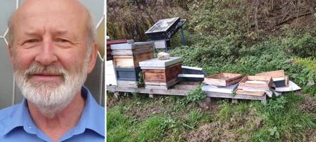 Gestohlene Bienenvölker: Gibt es ein „schwarzes Schaf“ unter den Imkern in der Region?