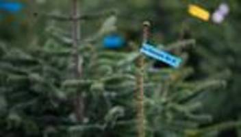 Festlicher Weihnachtsschmuck: Weihnachtsbäume im Norden etwas teurer