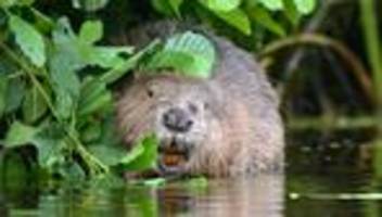 kabinett: aiwanger ruft zum abschuss von problem-bibern auf