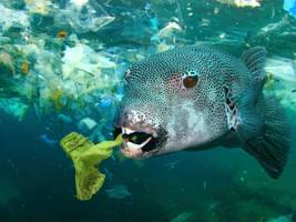 Umwelt: 10 000 Tiere untersucht: Jedes fünfte hatte Plastik im Bauch