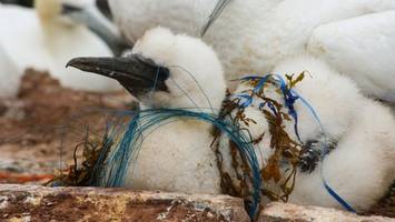 Plastikmüll tötet Meerestiere: Schon diese kleinen Mengen reichen aus