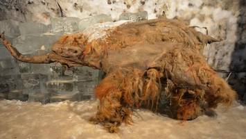 Spektakulärer Fund: Älteste RNA bei Mammut „Yuka“ entdeckt