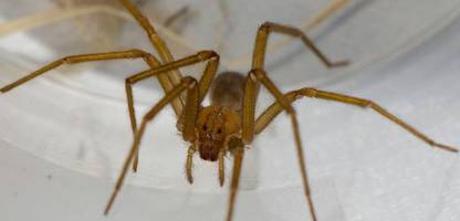 universität tübingen findet chilenische giftspinnen in kellern