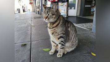 „Waymo“ überfährt Katze – San Francisco erlebt Welle der Empörung