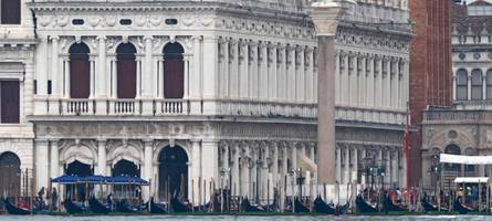 ein delfin verzückt venedig – aber nicht alle sind dort begeistert