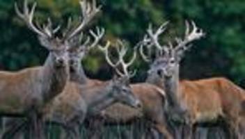 Deutsche Wildtier Stiftung: Rothirsch ist Tier des Jahres 2026