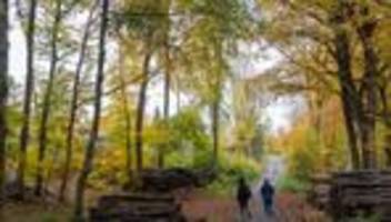 klima: wie geht es dem hessischen wald?