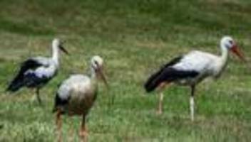 Tiere: Weniger Störche nisten in Mecklenburg-Vorpommern