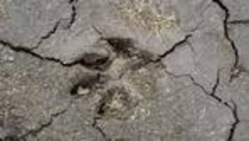 tierwohl: 130 hunde aus katastrophalen umständen gerettet