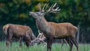 deutsche wildtier stiftung: rothirsch ist das tier des jahres