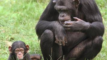Gewalt unter Schimpansen: Warum sie andere Artgenossen töten