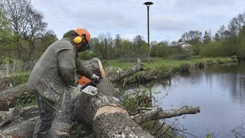 148 „Gefahrenbäume“ müssen fallen, nicht alle werden ersetzt