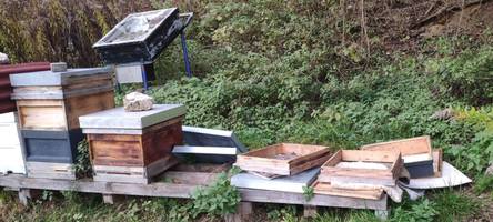 bienenvölker gestohlen: war es einer der imker aus der region?