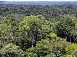 Klimakonferenz: Deutschland gibt eine Milliarde Euro für den Regenwaldfonds