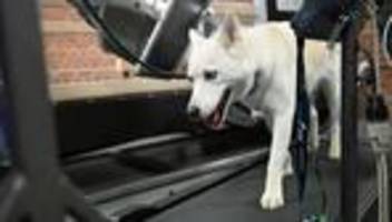 Bewegungsanalyse von Tieren: Röntgenaufnahmen von Tieren in Bewegung