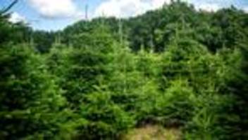 Kurz vor dem 1. Advent: Das kosten Weihnachtsbäume in diesem Jahr