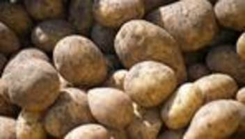 Landwirtschaft: Kartoffelernte in Thüringen dieses Jahr besonders hoch