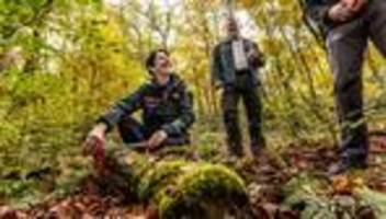 Rückzug der Fichte: Bericht: Wälder in NRW erholen sich schleppend