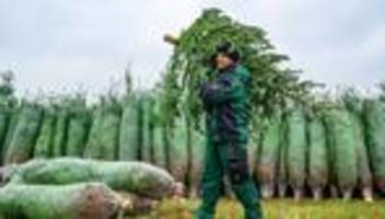 Weihnachtsbräuche: Weihnachtsbaum-Saison in Brandenburg eröffnet